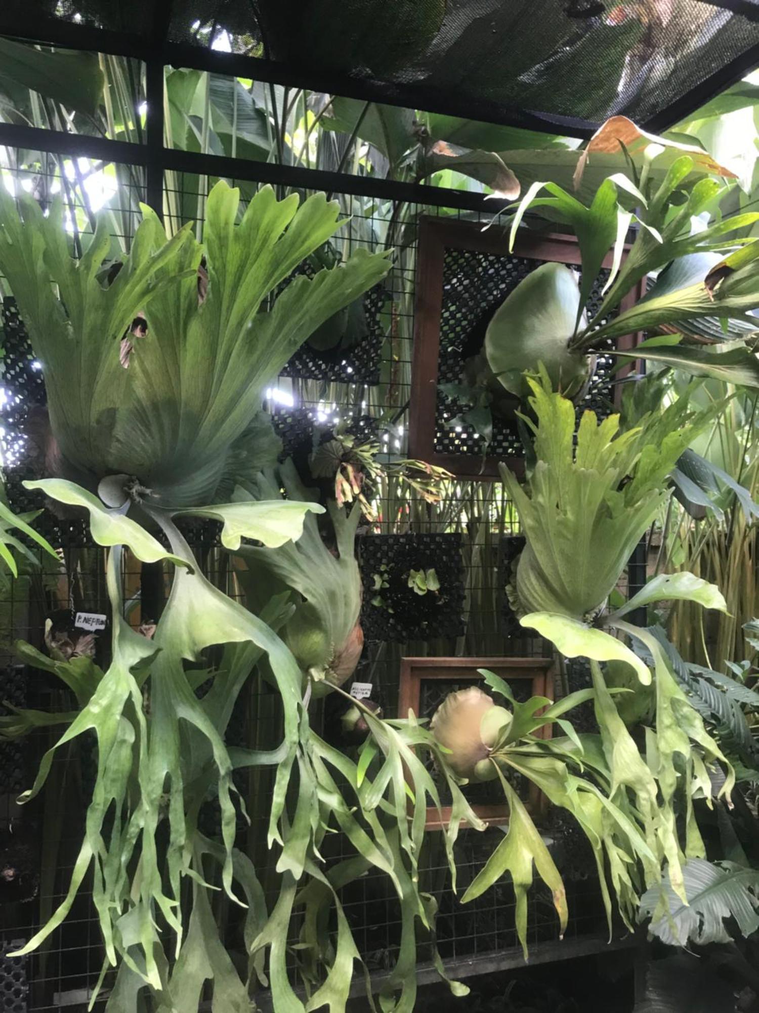 Gus Arditya Homestay Ubud Exterior foto